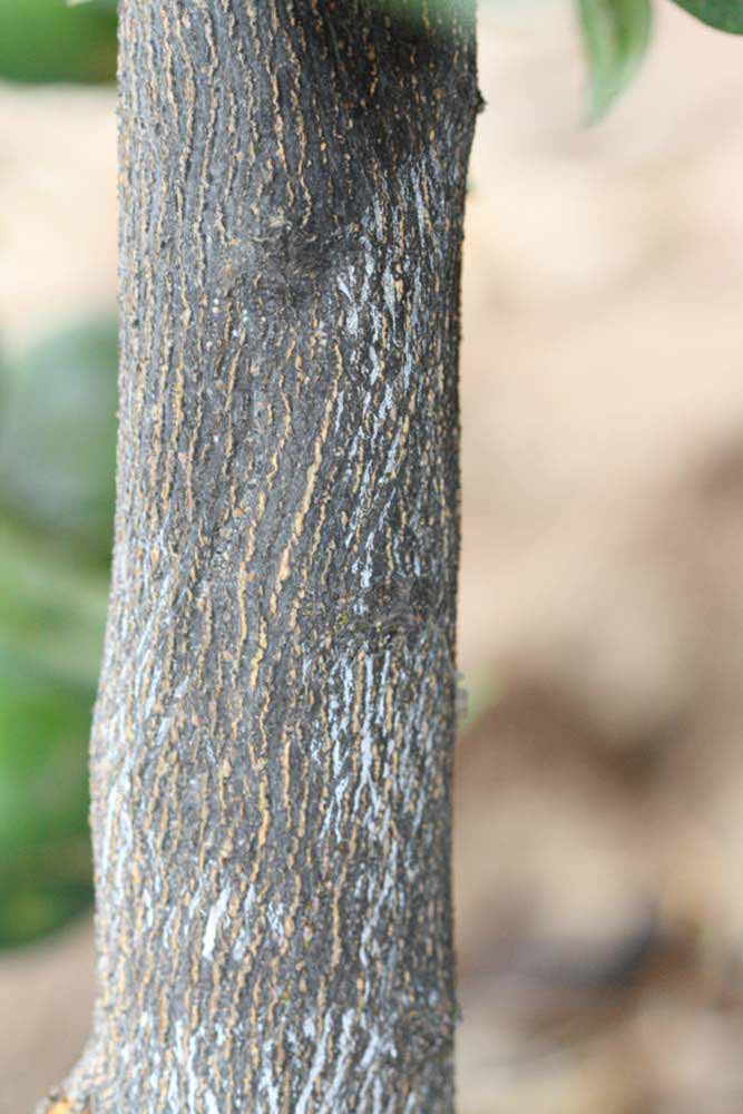            Bark (Riverside, CA)   